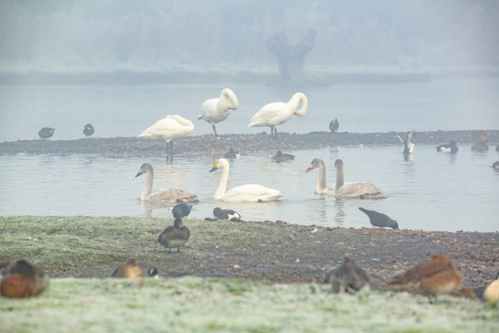 Bewick's swans credit WWT.jpg